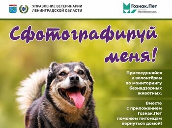 На территории Ленинградской области начинается мониторинг безнадзорных животных